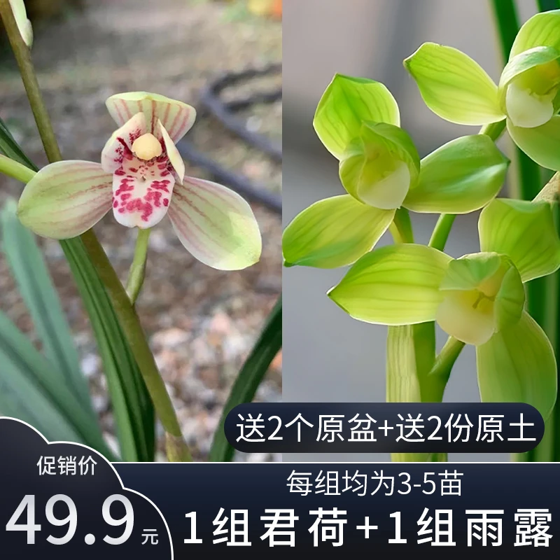 香草源 B/D 兰花专属福利来袭