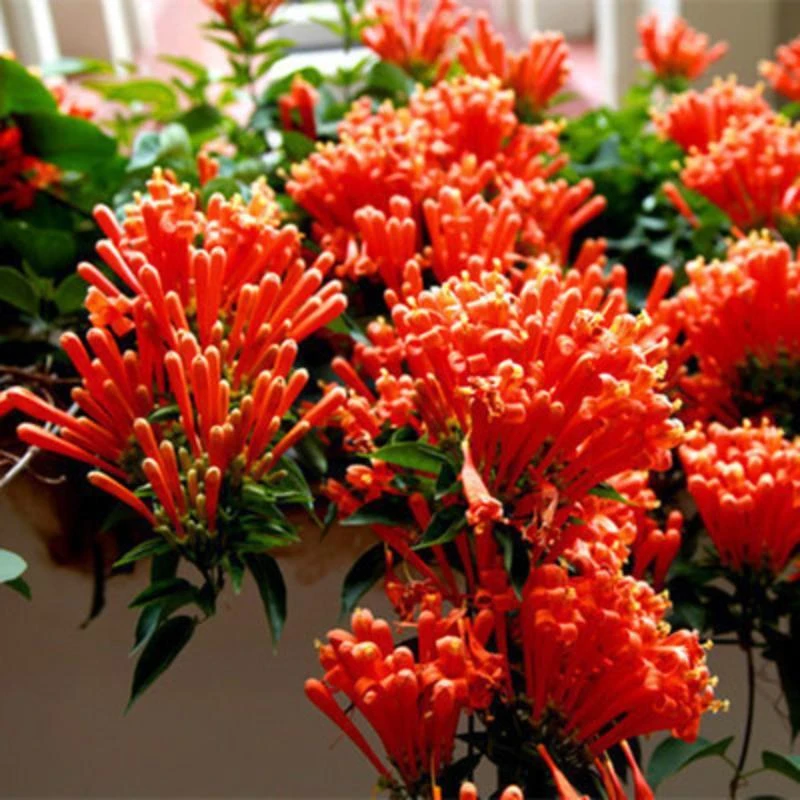 鞭炮花苗炮仗花攀援花卉红爆竹苗花炮仗花树苗可盆栽庭院种植