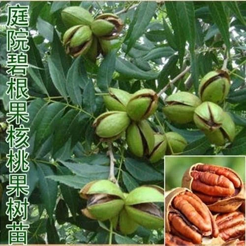 核桃树苖美国碧根果树嫁接苖四季果苖长寿果南方北方种植当年结果