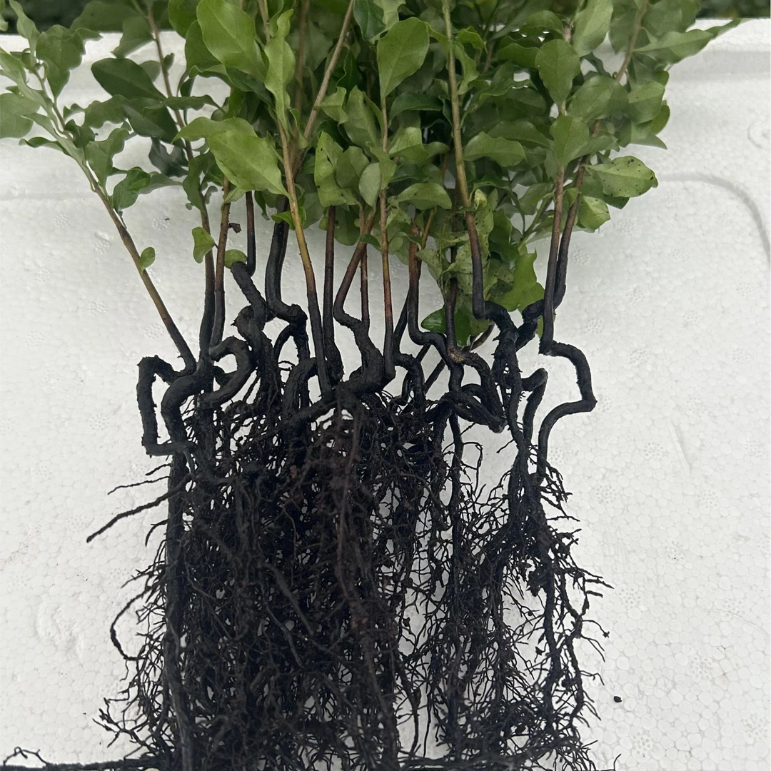 金弹子随机保湿根艺树苗栽培10棵一组，出枝二十厘米以上