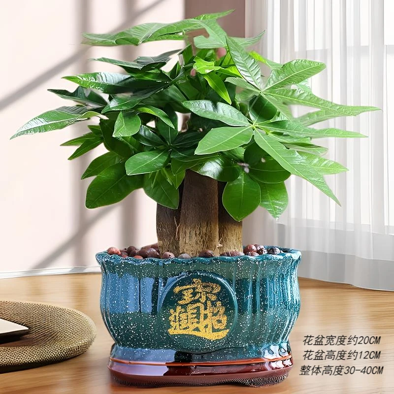 招财进宝陶瓷盆三杆发财树室内高端盆栽