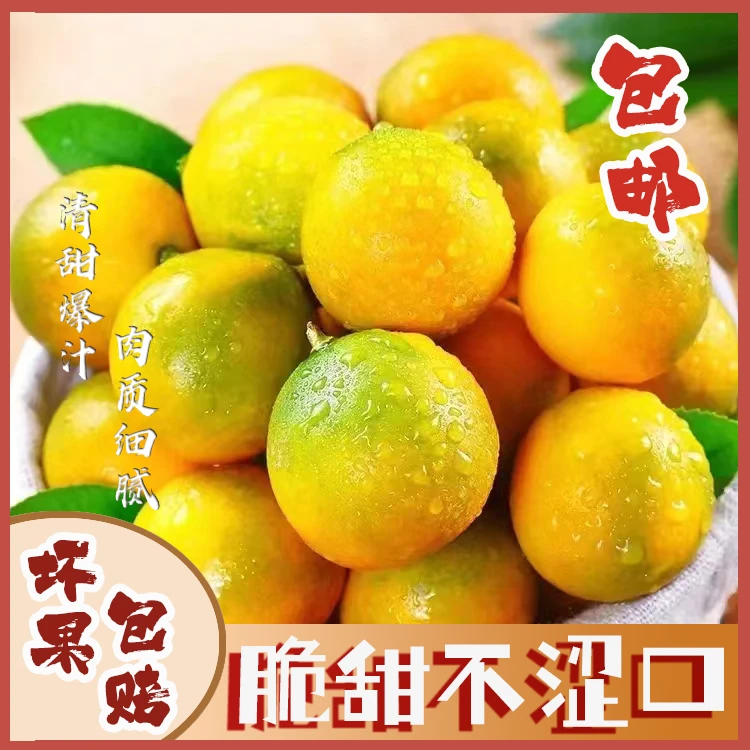 广西脆皮金桔  现摘现发 中果