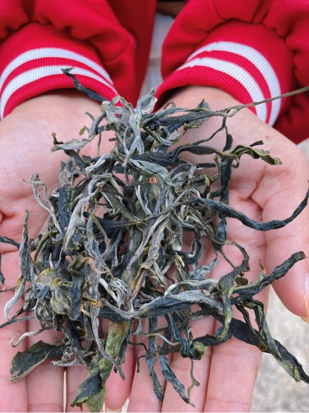 24年-冰岛老寨一号广场古树普洱茶生茶-8克/份