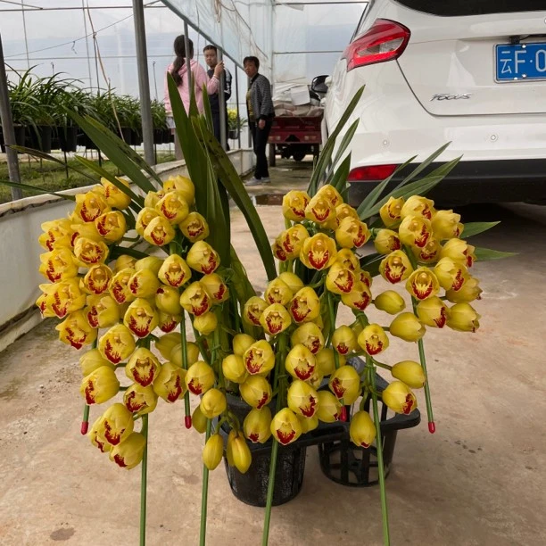 碟影  大花蕙兰  【以直播间状态为准】完美主义者勿拍