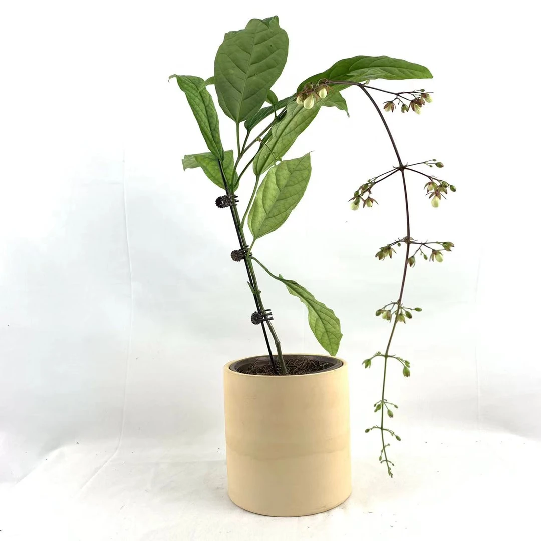 十月里蝴蝶兰（垂丝茉莉120杯）带花丝带花苞发货　室内高档花卉