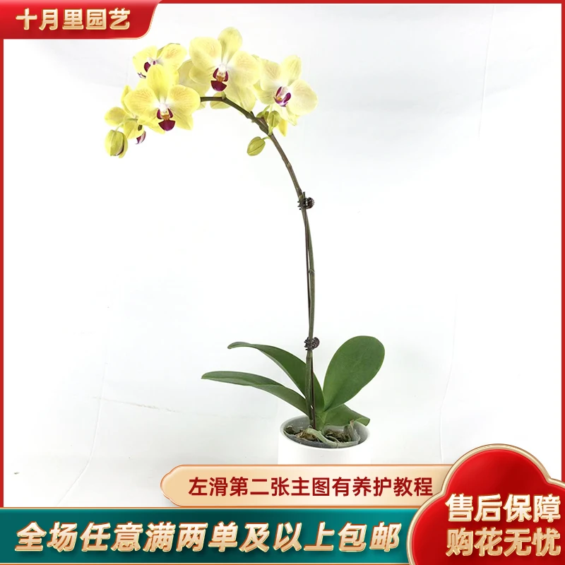 十月里园艺【黄花】全花发货 全场任意满两单及以上包邮