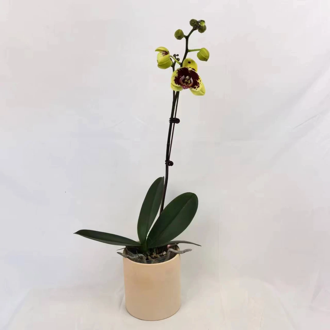 十月里蝴蝶兰（黄金熊猫）带花带花苞带花发货室内高档花卉