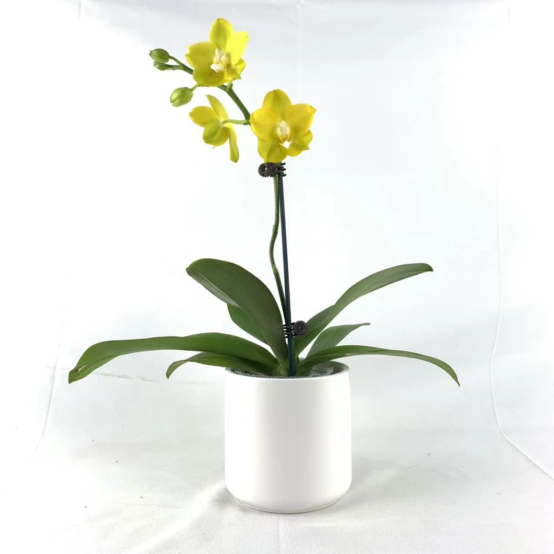 十月里蝴蝶兰（吉祥如意）带花发货 室内高档花卉