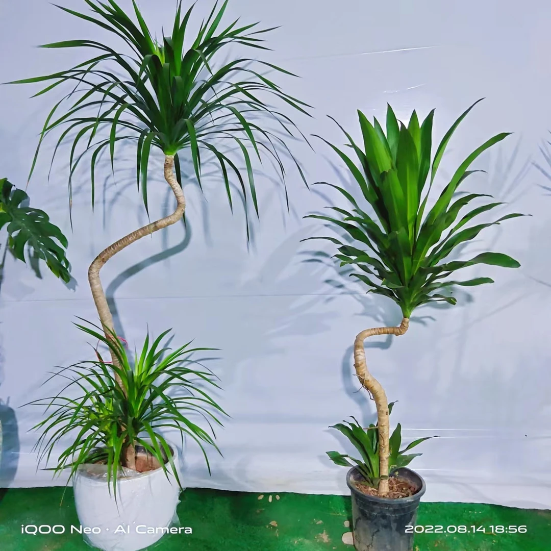 荷花铁绿植盆栽 高端大气 客厅卧室书房办公室吸甲醛净化空气美观