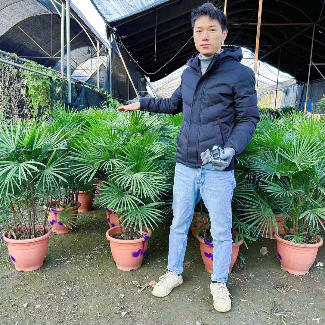 棕榈科 金山棕 耐寒耐热 四季常青绿植盆栽室内室外高端简约风