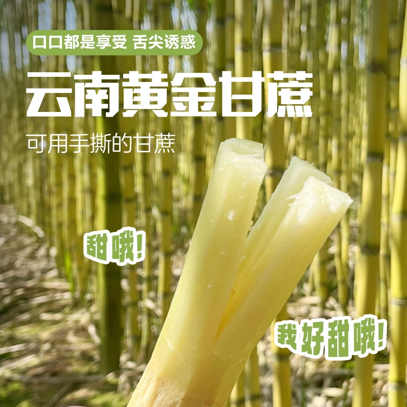 云南正宗黄金甘蔗清甜多汁新鲜黄皮甘蔗现砍原产地直发整箱包邮