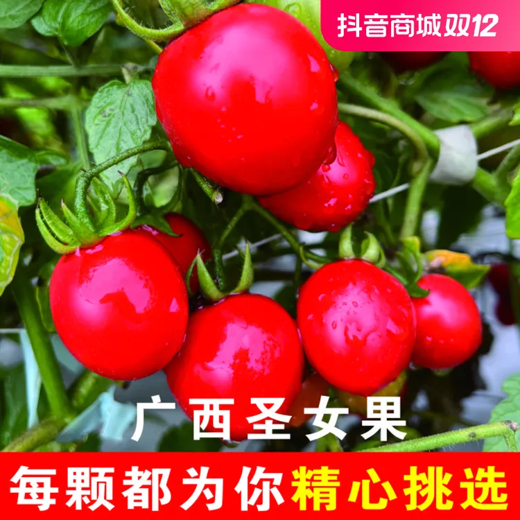 5斤【福利果S】广西圣女果爆汁小番茄小西红柿新鲜水果酸甜爆汁1斤