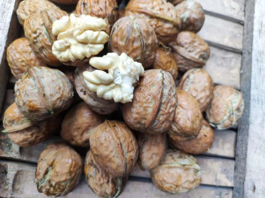 平武高山老树核桃