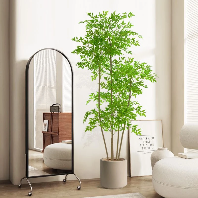 南天竹树苗红天竺盆栽苗火焰红叶植物观叶庭院耐寒绿化苗木风景树