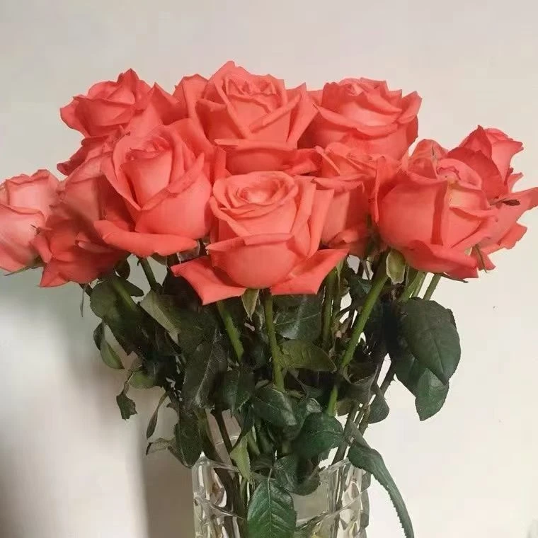 新鲜红色玫瑰花 婚礼送女友