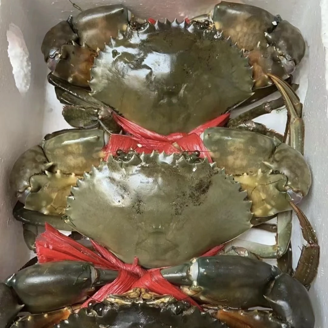 单只青蟹【直播间现称链接】不要放冰箱