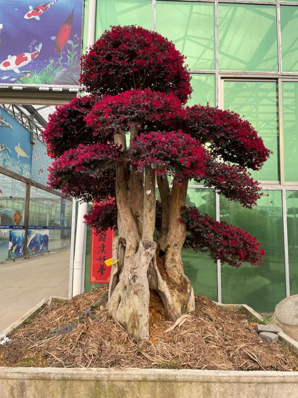 红花继木老桩造型树盆栽地栽，庭院树，别墅，不落叶