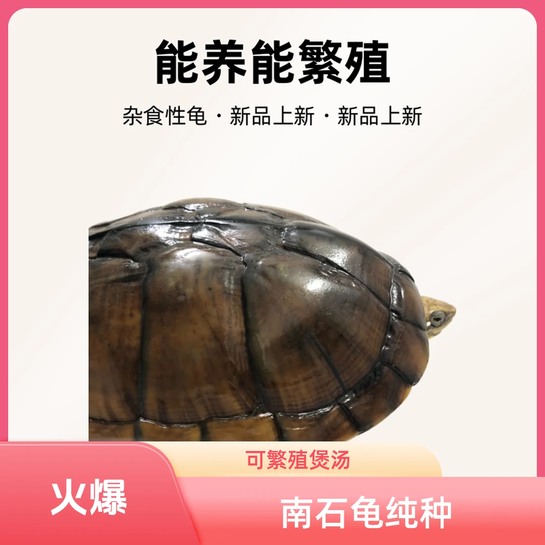 正宗纯种南石龟煲汤龟（2.5斤-2.9斤），石金钱龟能养能繁殖能煲汤