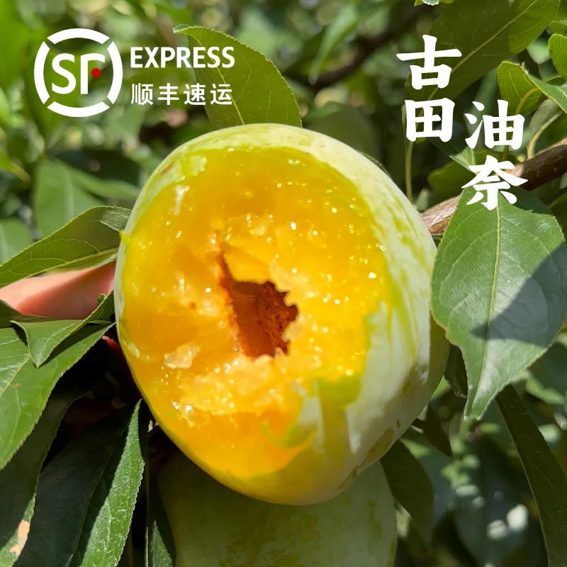 【顺丰包邮】古田高山油奈李精选新鲜采摘水果水嫩多汁酸甜4.5斤