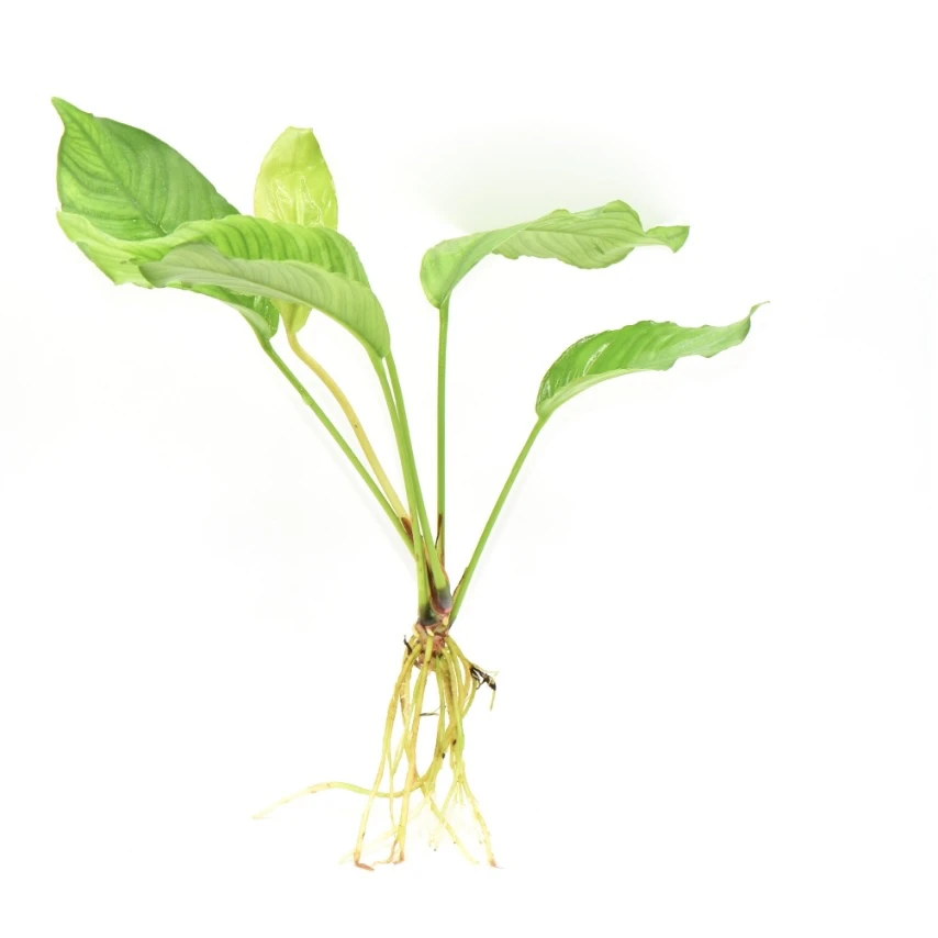 山涧榕水草 【新手福利】