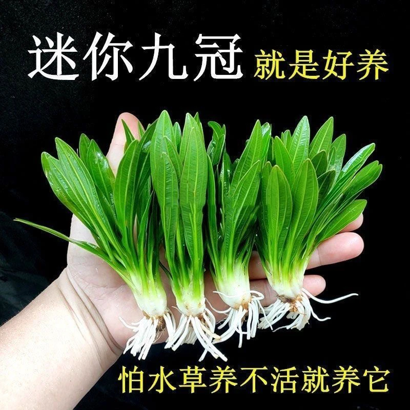 迷你九皇冠鱼缸水草【拍一发三】