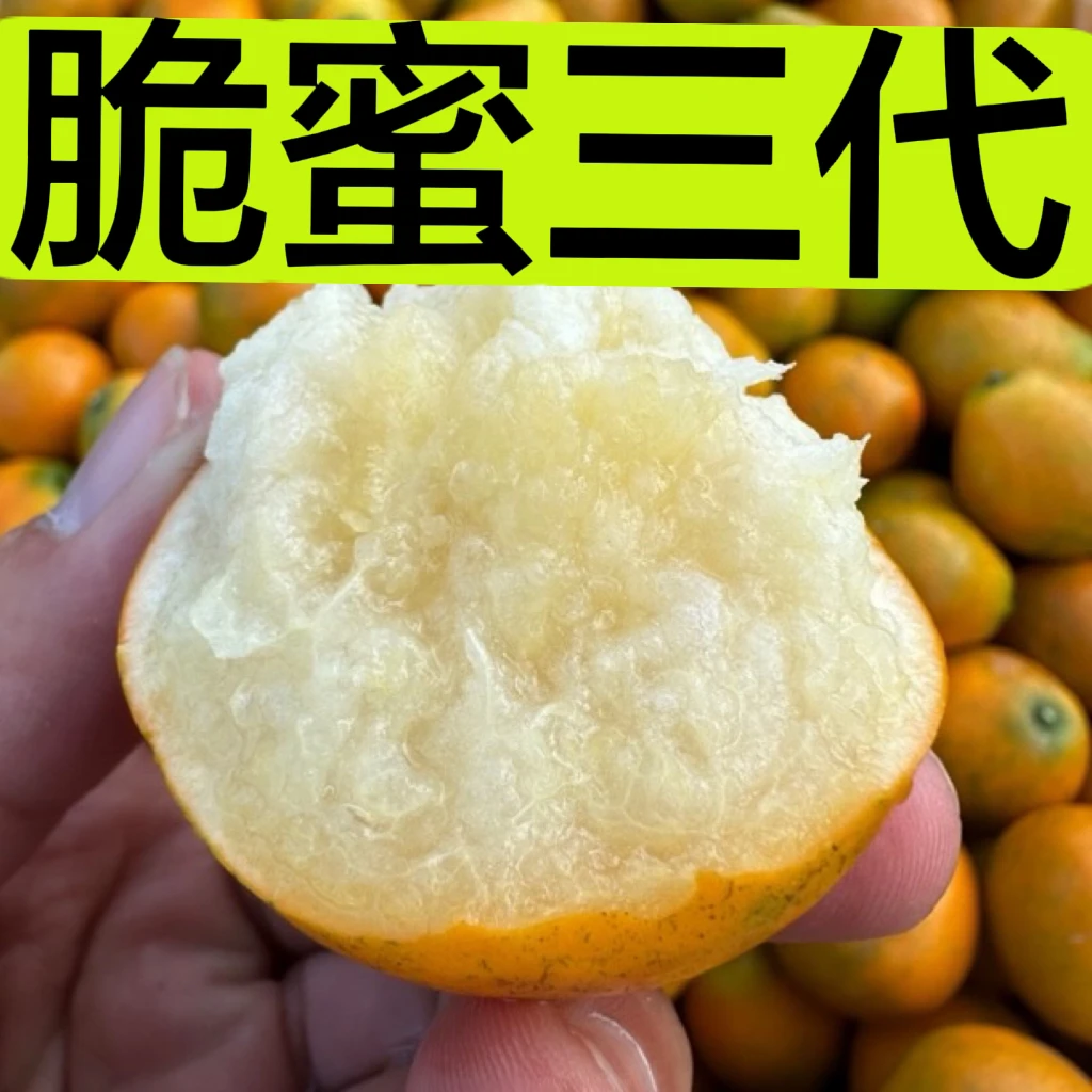 【三代】脆蜜金桔 【3斤】（中通快递）金桔现摘现发个别果是有子