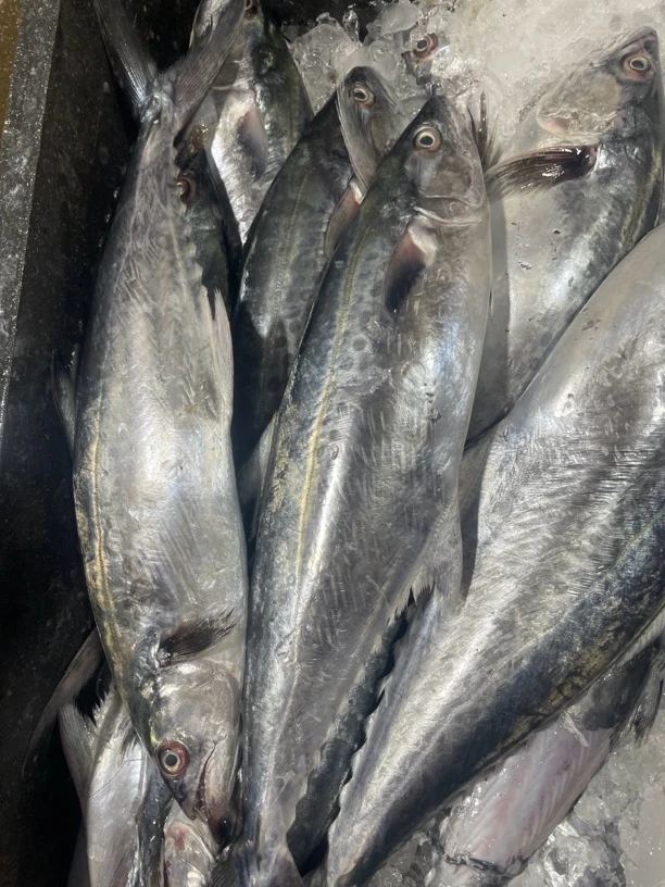 惠来神泉本港正白鱼马胶鱼5斤包邮