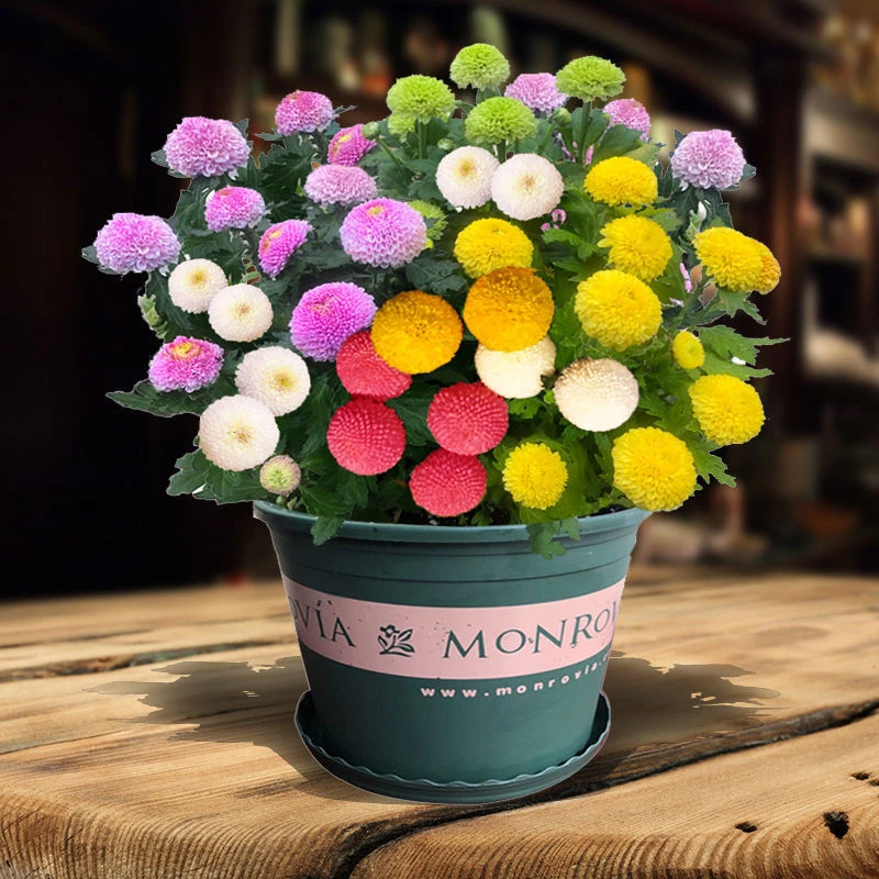 乒乓菊菊花种子四季盆栽开花活花卉室内阳台花卉乒乓菊种庭院