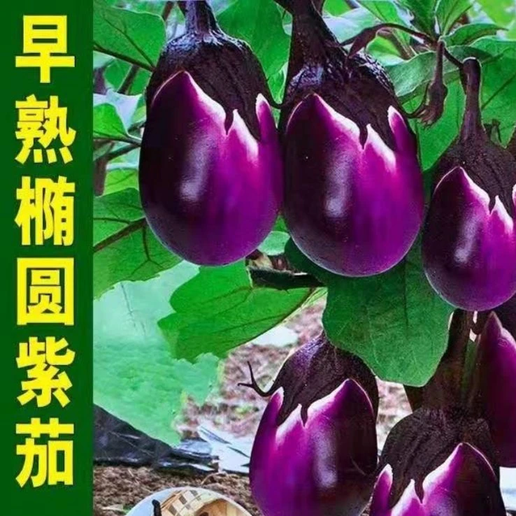 本地茄子种子特大紫罐茄种子牛心紫黑罐茄春季四季播蔬菜种子
