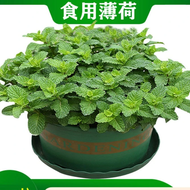 猫薄荷种子花卉盆栽食用菜籽种子蔬菜种子大全花种子四季播种室外