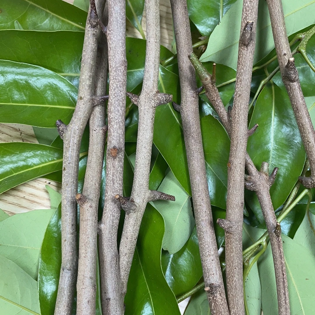 【东荔王】正宗仙进奉芽条6条包邮