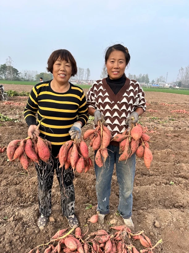 烟薯25蜜薯新鲜糖心番薯清甜烤地瓜