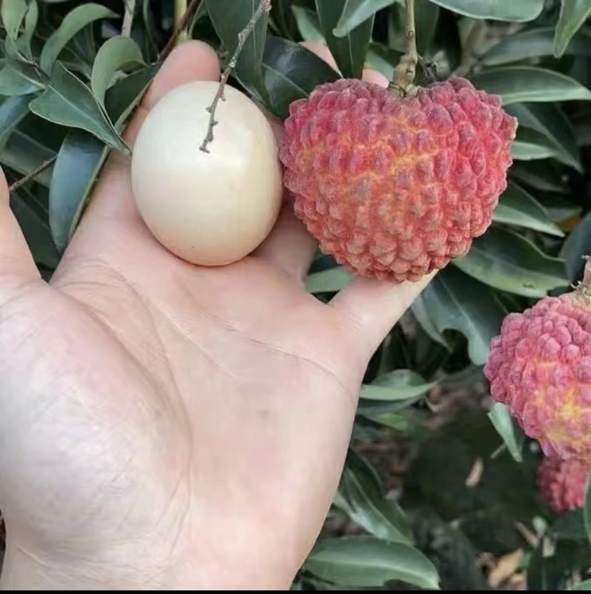 直播间一物一拍，各种绿植