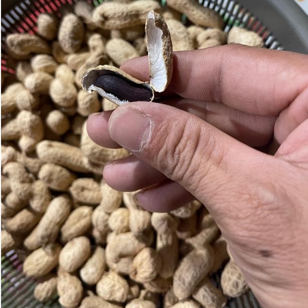 农家自种花生  干花生   黑花生  红花生