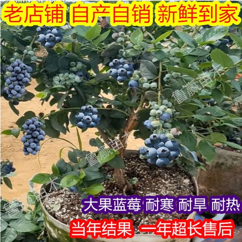 38元两棵 带花芽发货南方北方都可以种植绿植盆栽