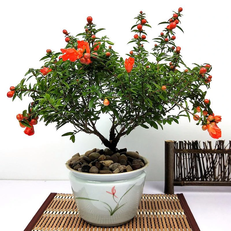 花园植物紫玉原盆原土木架发货