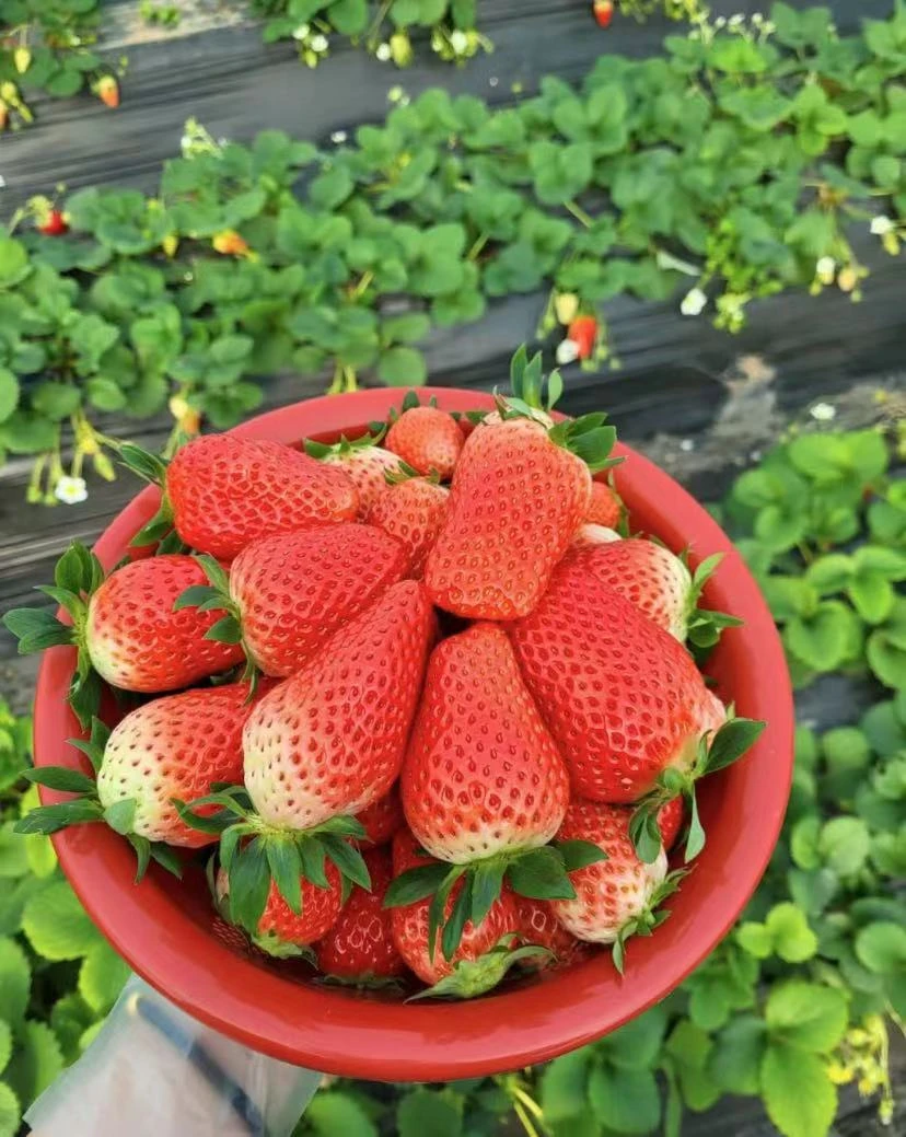 【直播专享】精品奶油草莓 约500g/份