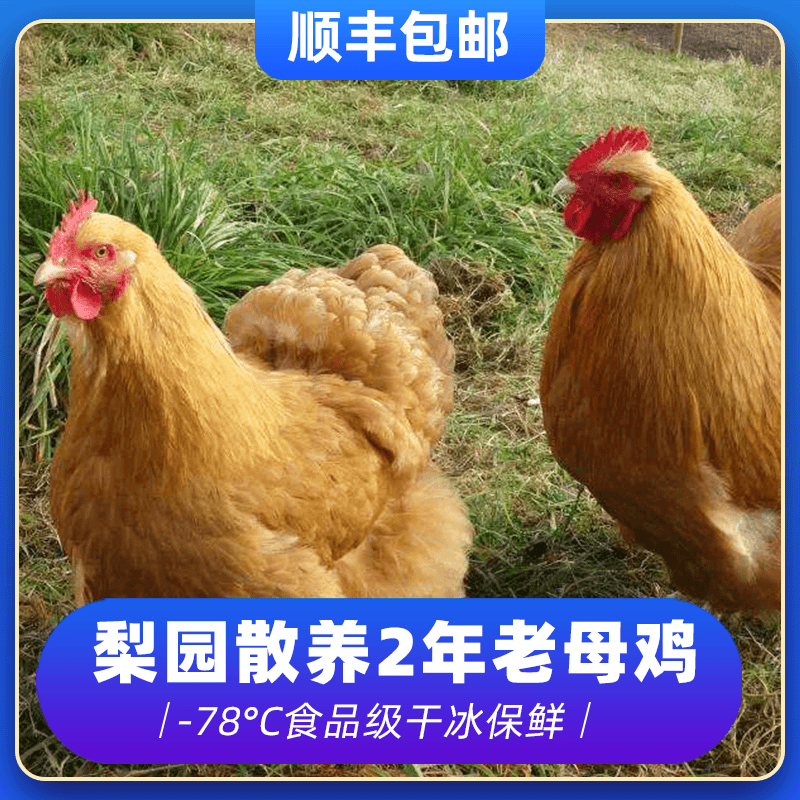 老母鸡 散养3只毛重10斤左右 净重6.4斤到6.8斤 新鲜现杀 送人参