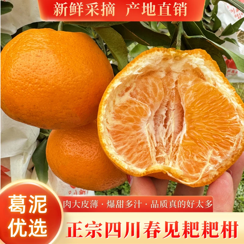 正宗四川春见耙耙柑产地直发新鲜现摘皮薄馅大爆甜多汁整箱8斤6斤