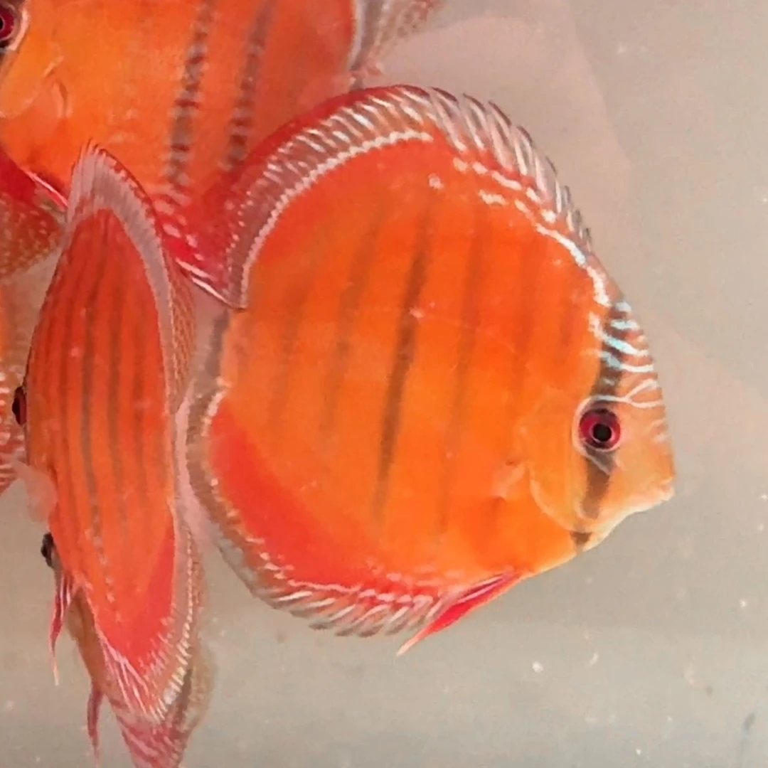 酷睿皮亚红彩 南美野生七彩神仙鱼 14~16公分 已定水检疫