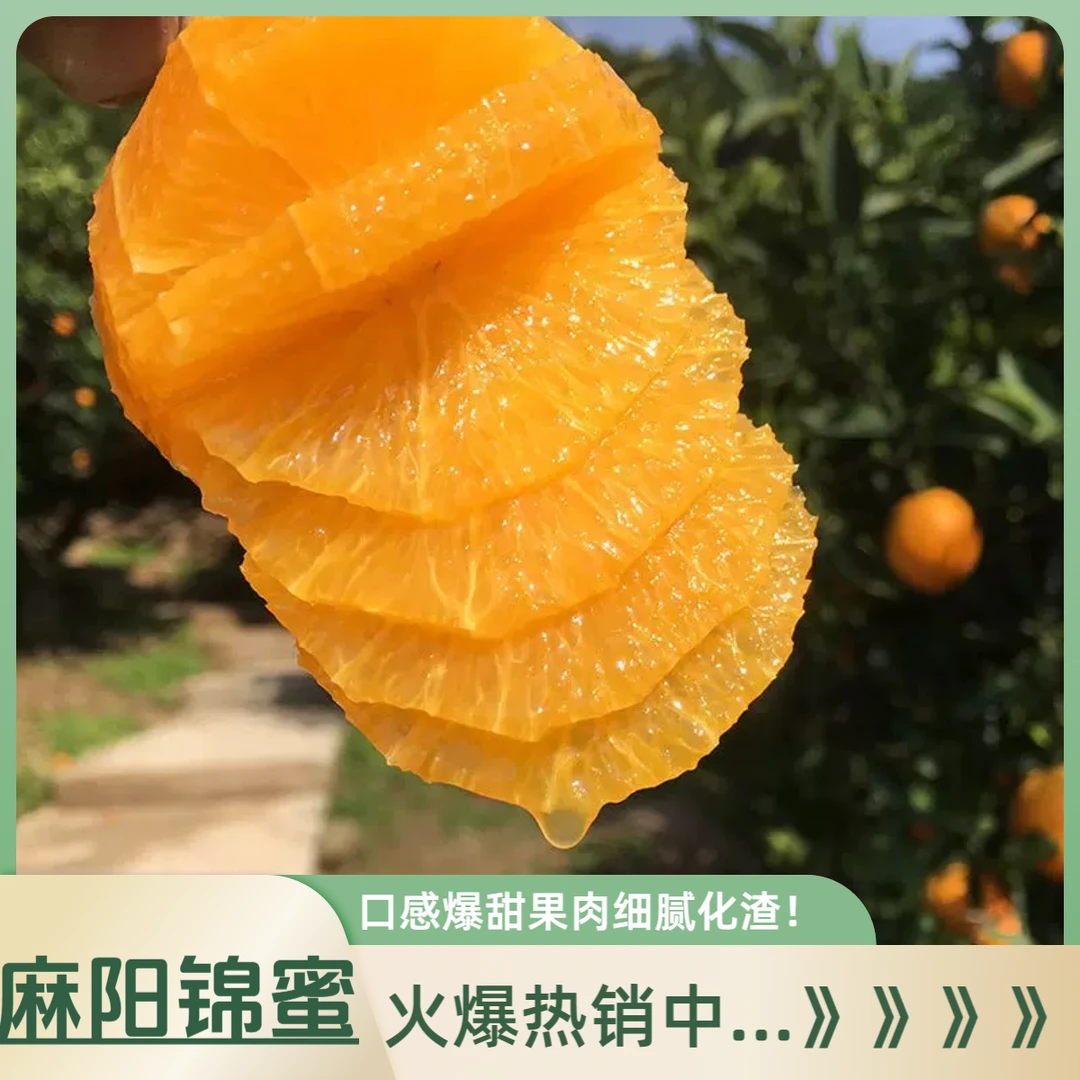 正宗湖南麻阳锦蜜冰糖橙5/9斤包邮新鲜水果橙子当季手剥纯甜橙