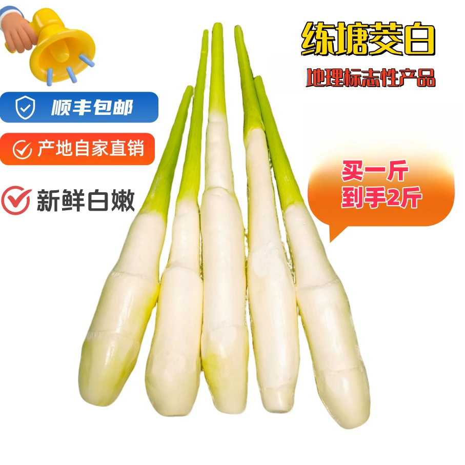 练塘茭白2斤福利装【顺丰包邮】正宗产地直发新鲜高笋
