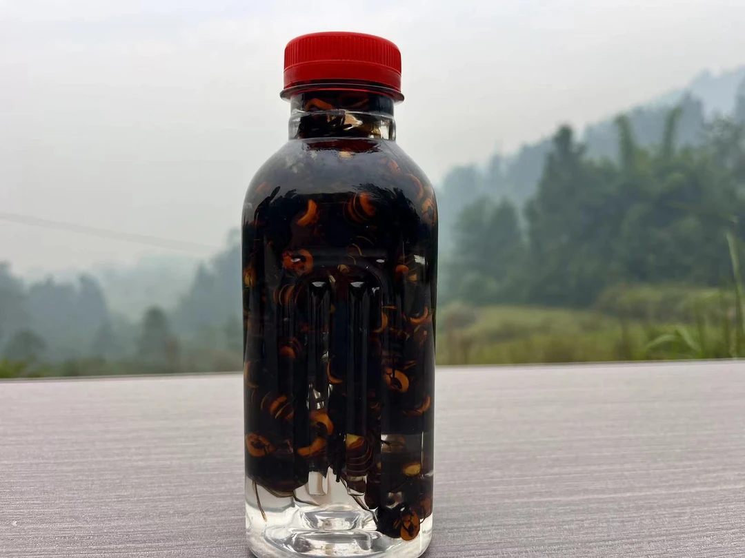 诱蜂水原材料金环黑尾老蜂