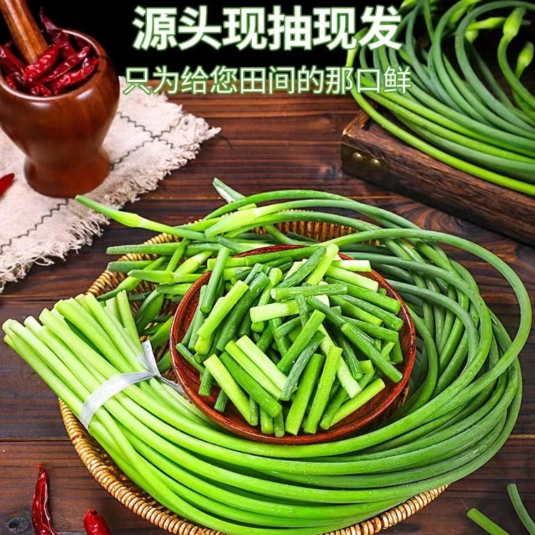 珍口福河南特产鲜嫩超长新鲜白帽蒜苔红帽新鲜蒜薹大蒜苗2/3/5斤