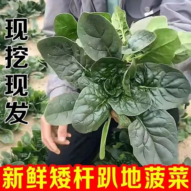 珍口福【加冰】河南趴地菠菜新鲜蔬菜大叶红根矮杆菠菜新鲜青菜4斤
