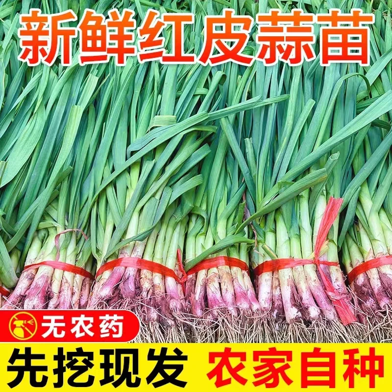 珍口福河南特产新鲜蒜苗大蒜苗小蒜苗现拔现发3/5斤