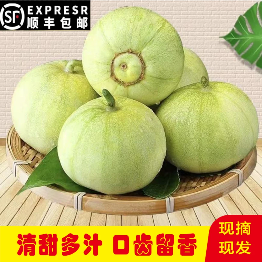 【顺丰包邮】河南甜瓜露天白糖罐现摘香瓜甜瓜水果蜜瓜小香瓜5斤
