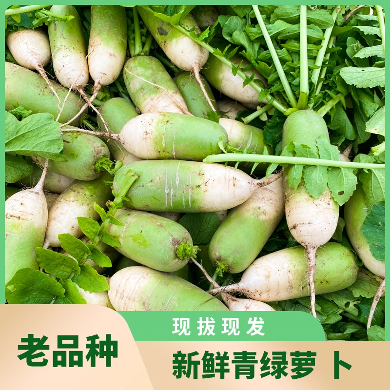 珍口福河南特产新鲜青萝卜新鲜萝卜罐萝卜现拔现发5/9斤装