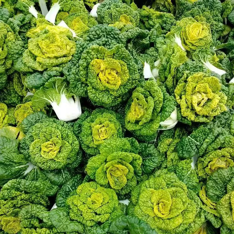 珍口福河南特产黄心菜新鲜蔬菜霜冻青菜黄心乌汤菜乌塌菜3/5斤