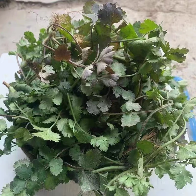 珍口福露天新鲜香菜趴地香菜新鲜芫荽凉拌菜饺子菜火锅菜1/3/5斤